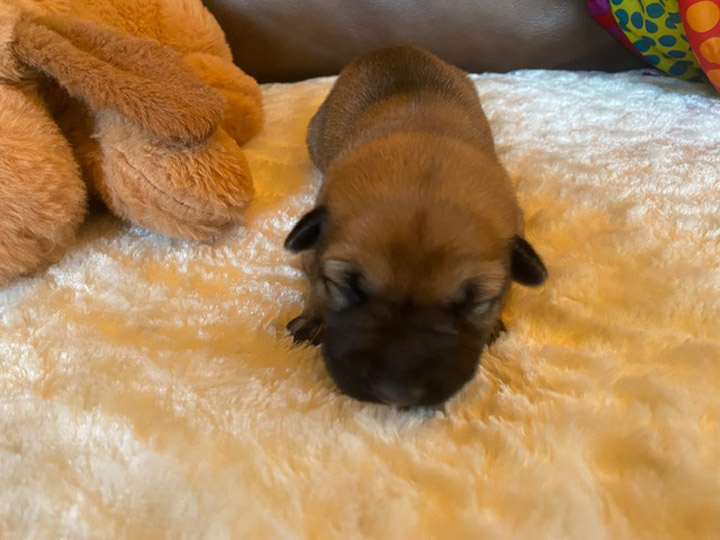 chinook puppy